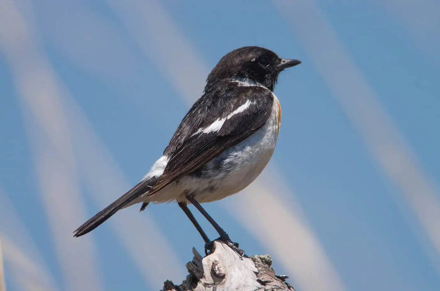 野鳥画像・ノビタキの写真
