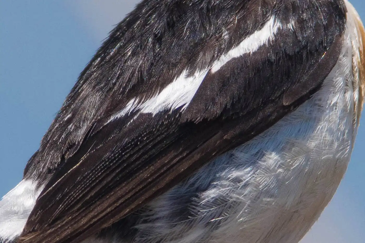 野鳥画像・ノビタキの写真
