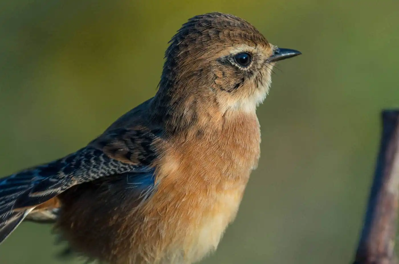 野鳥画像・ノビタキの写真