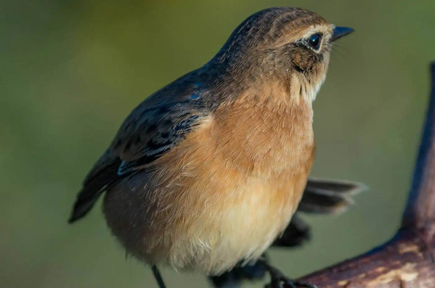 野鳥画像・ノビタキの写真