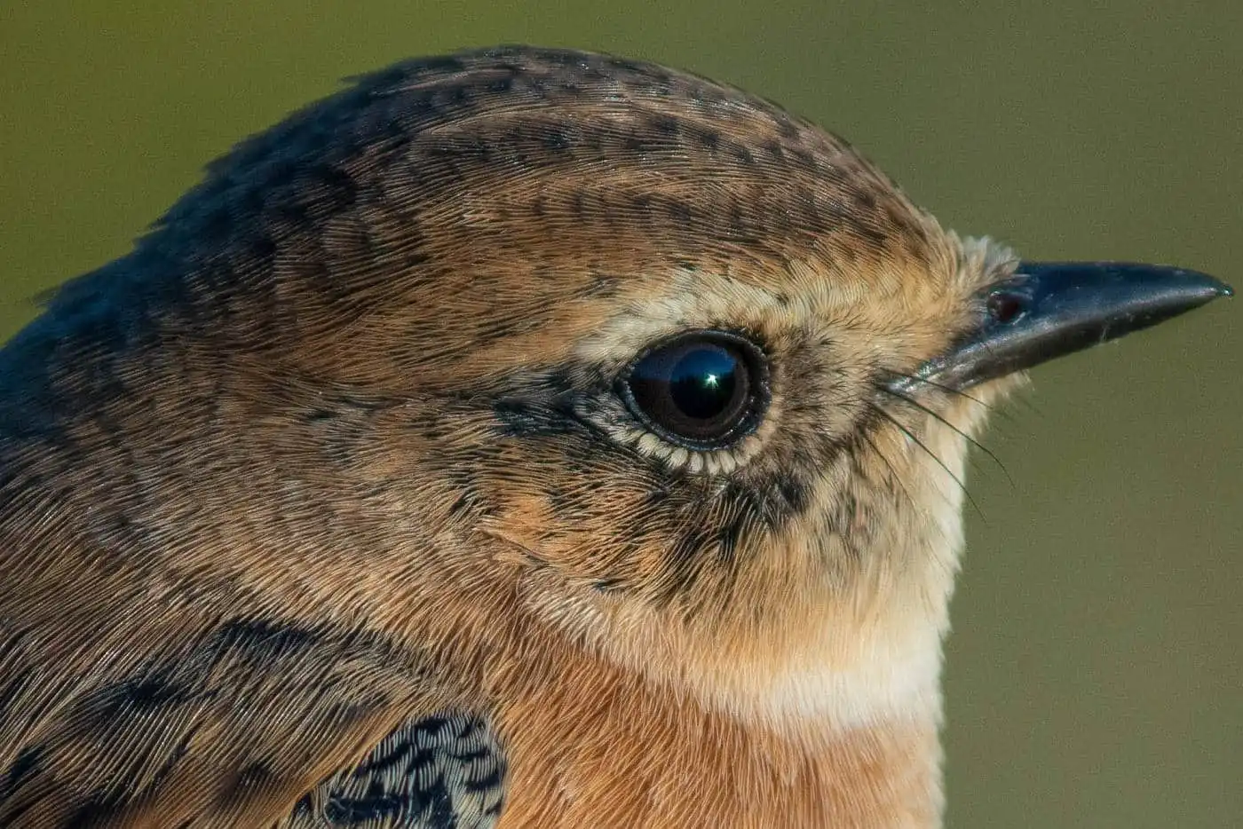 野鳥画像・ノビタキの写真