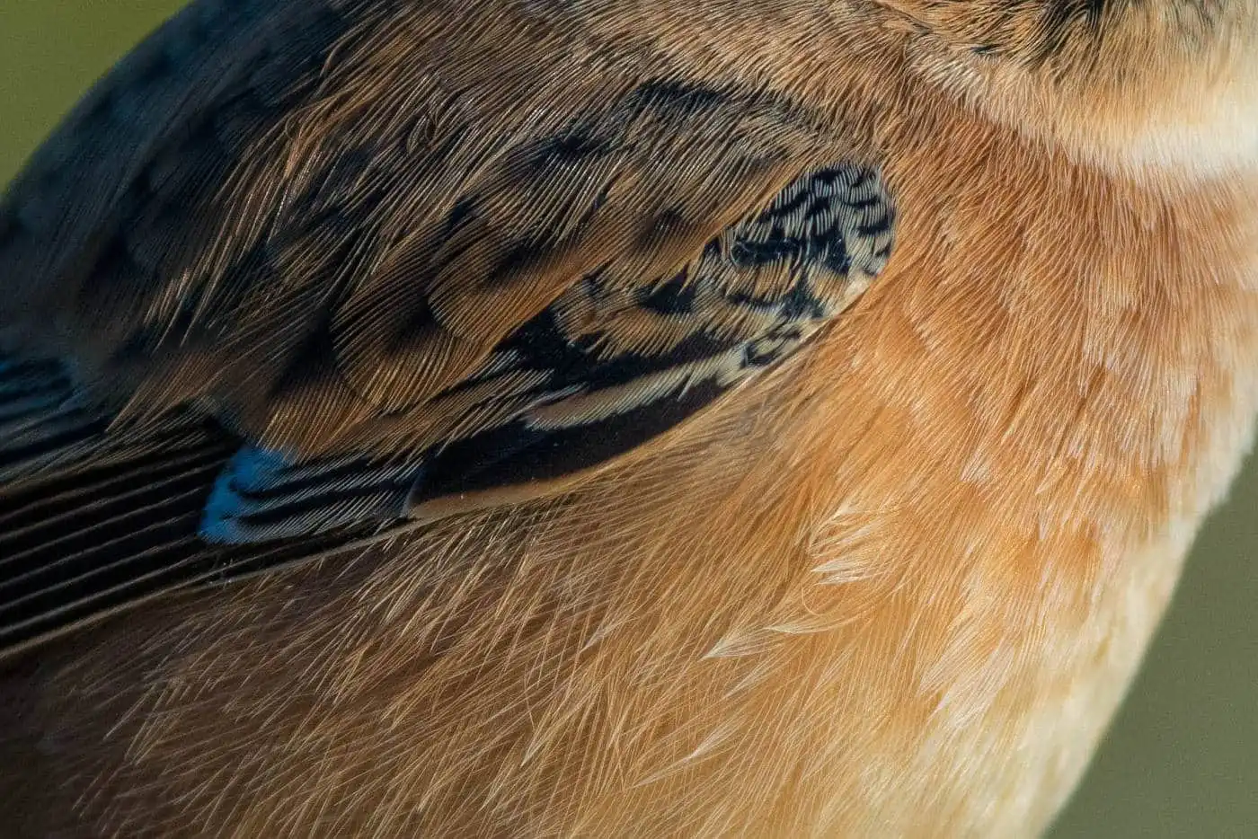 野鳥画像・ノビタキの写真