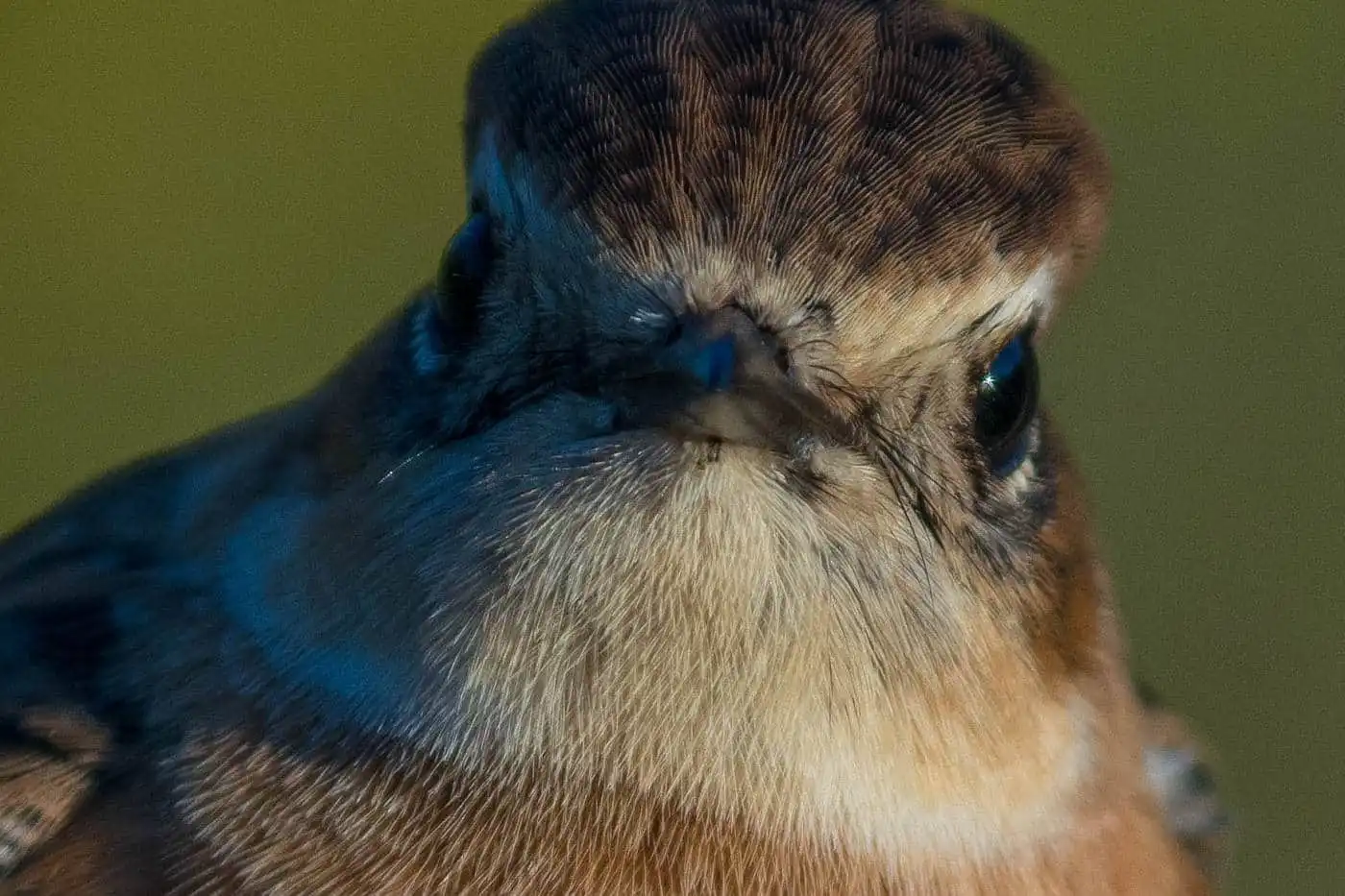 野鳥画像・ノビタキの写真