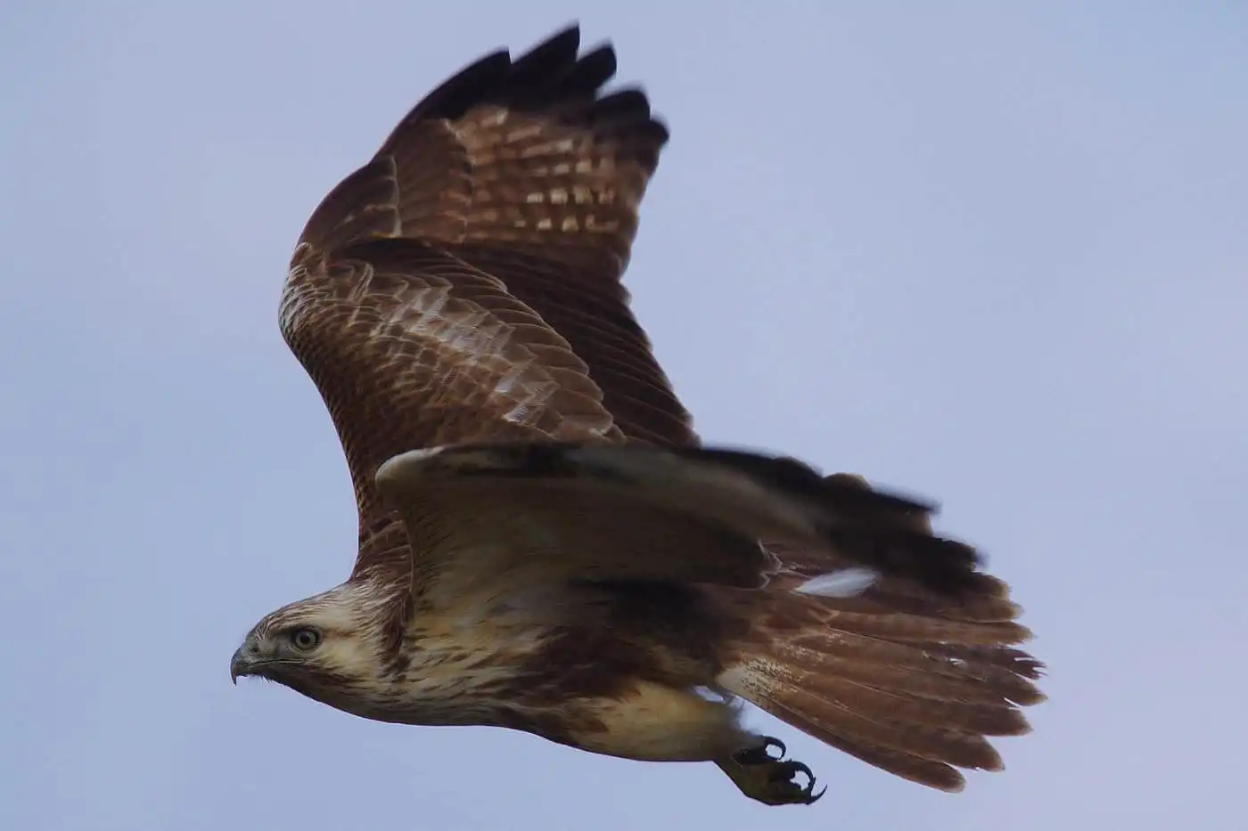 野鳥写真・ノスリの写真