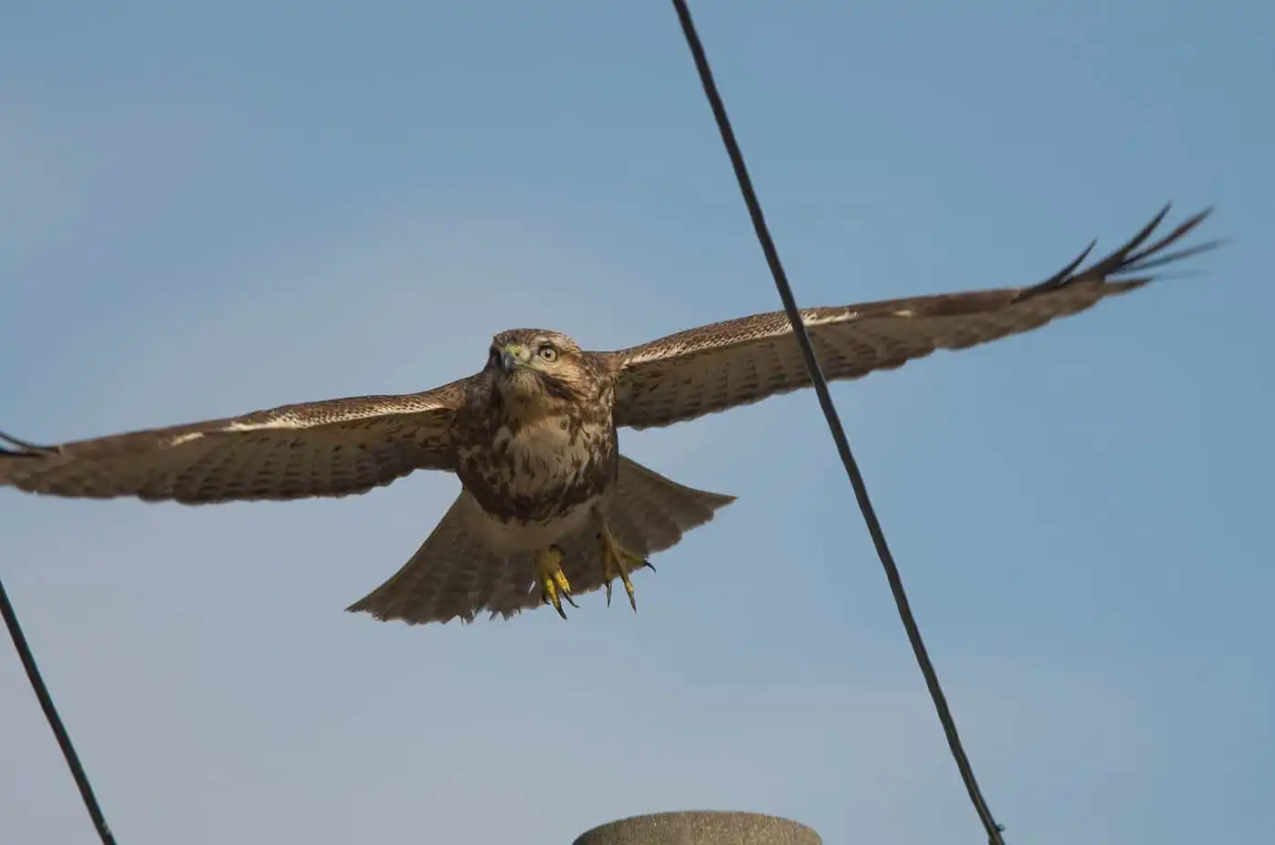 野鳥写真・ノスリの写真