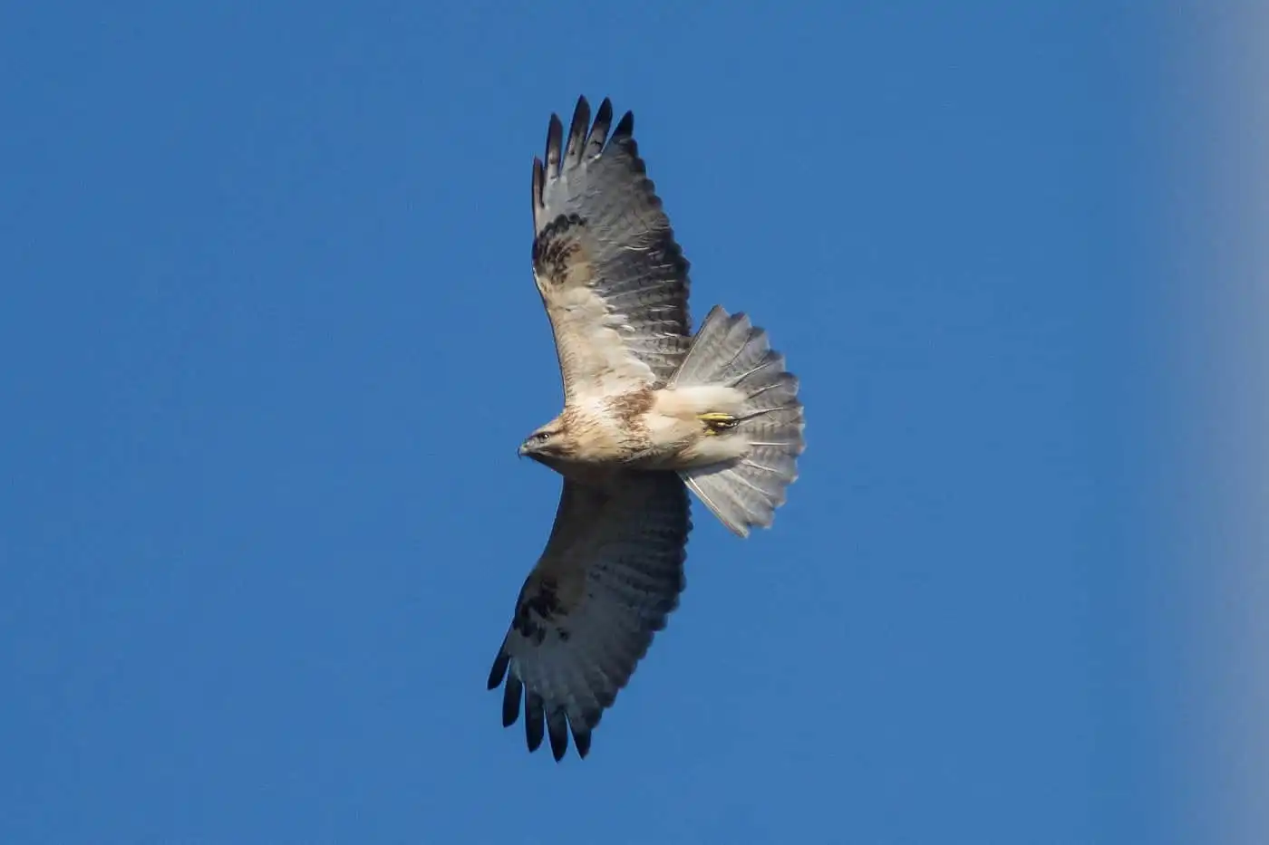 野鳥写真・ノスリの写真