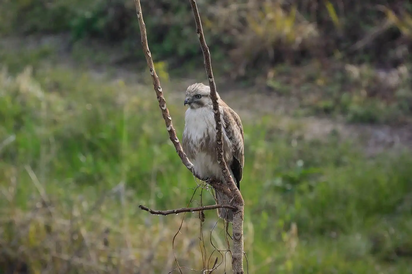 野鳥写真・ノスリの写真