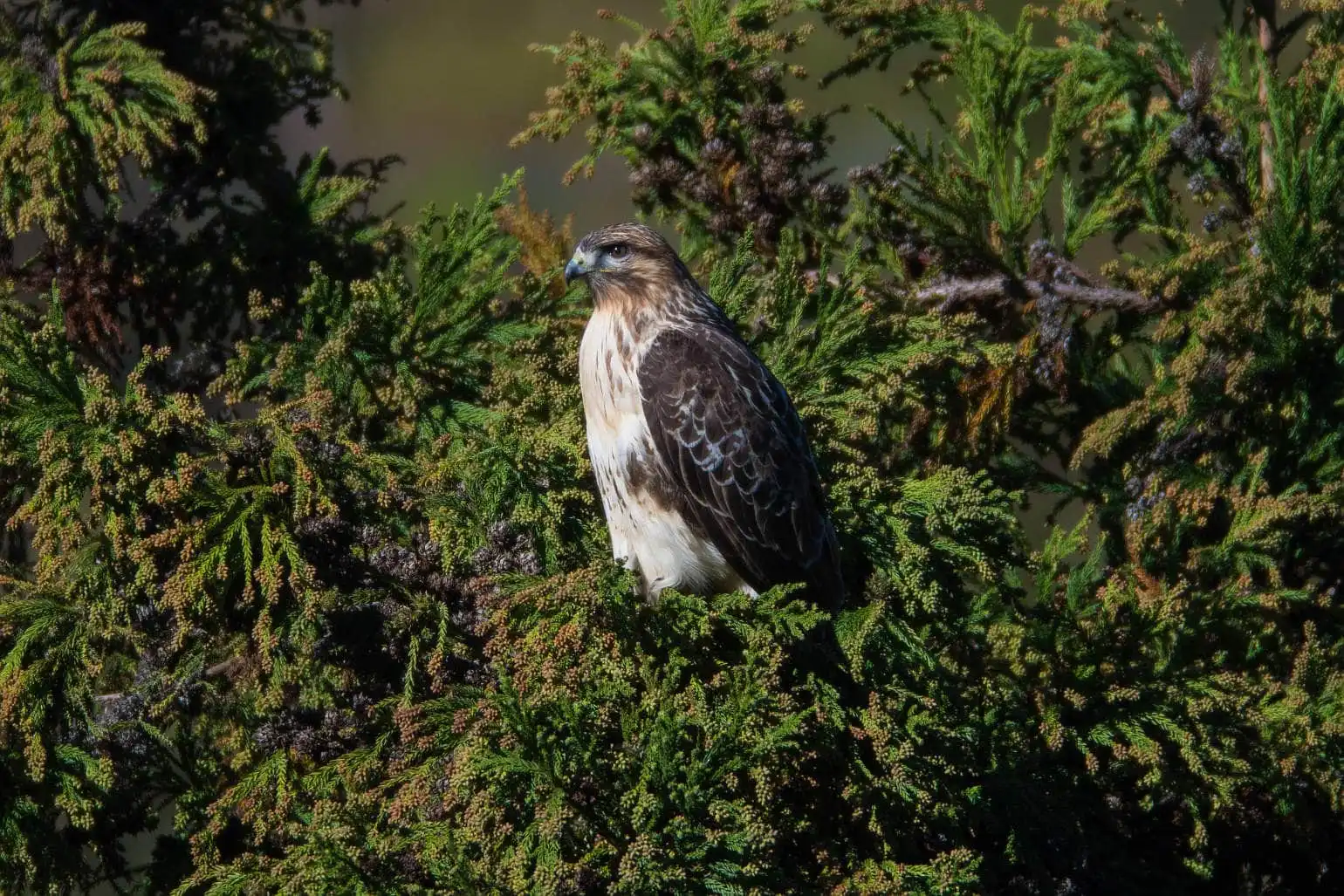 野鳥写真・ノスリの写真