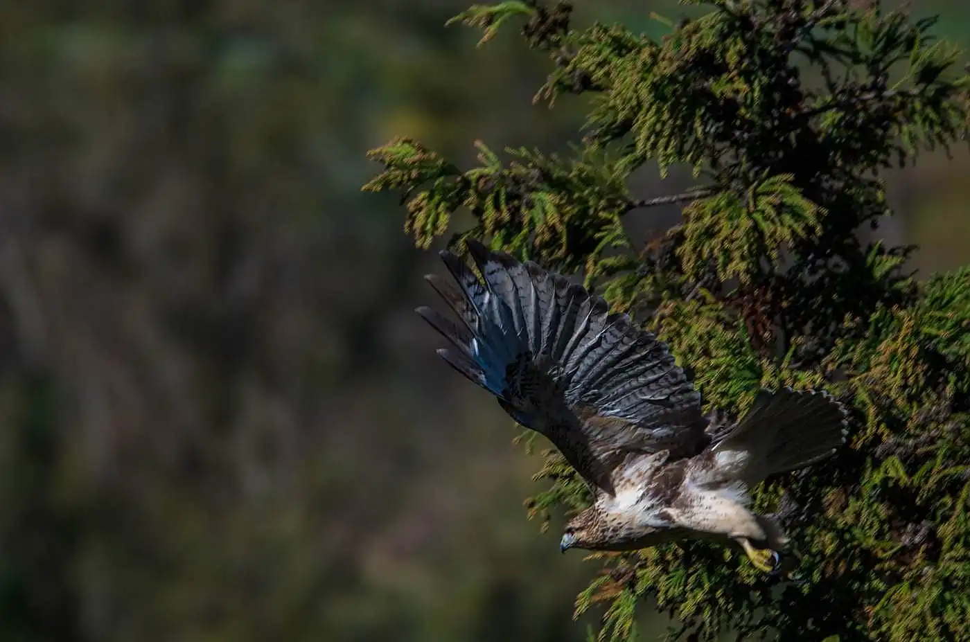 野鳥写真・ノスリの写真