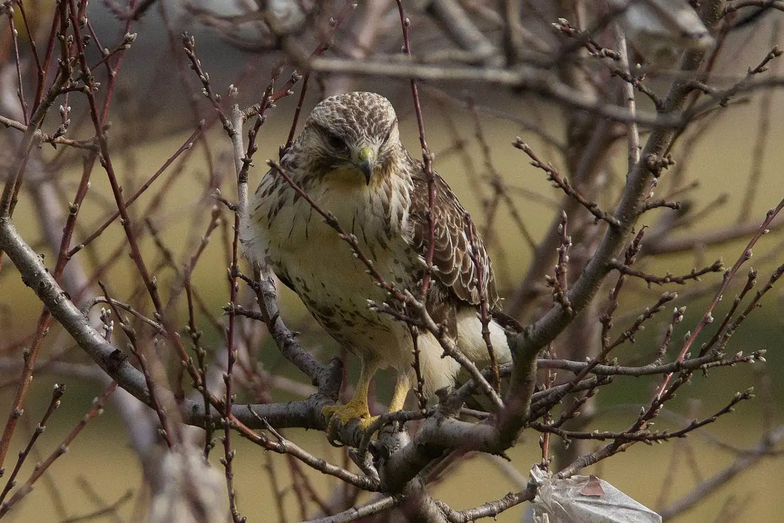 野鳥写真・ノスリの写真