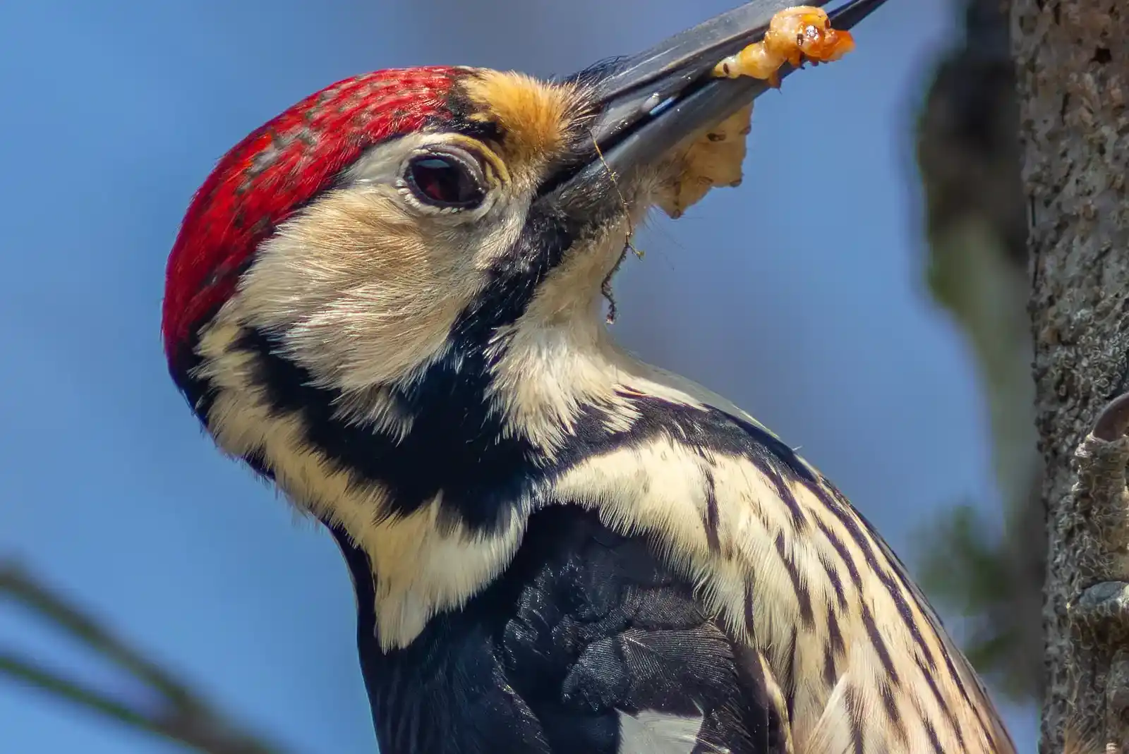 野鳥・オオアカゲラの写真画像
