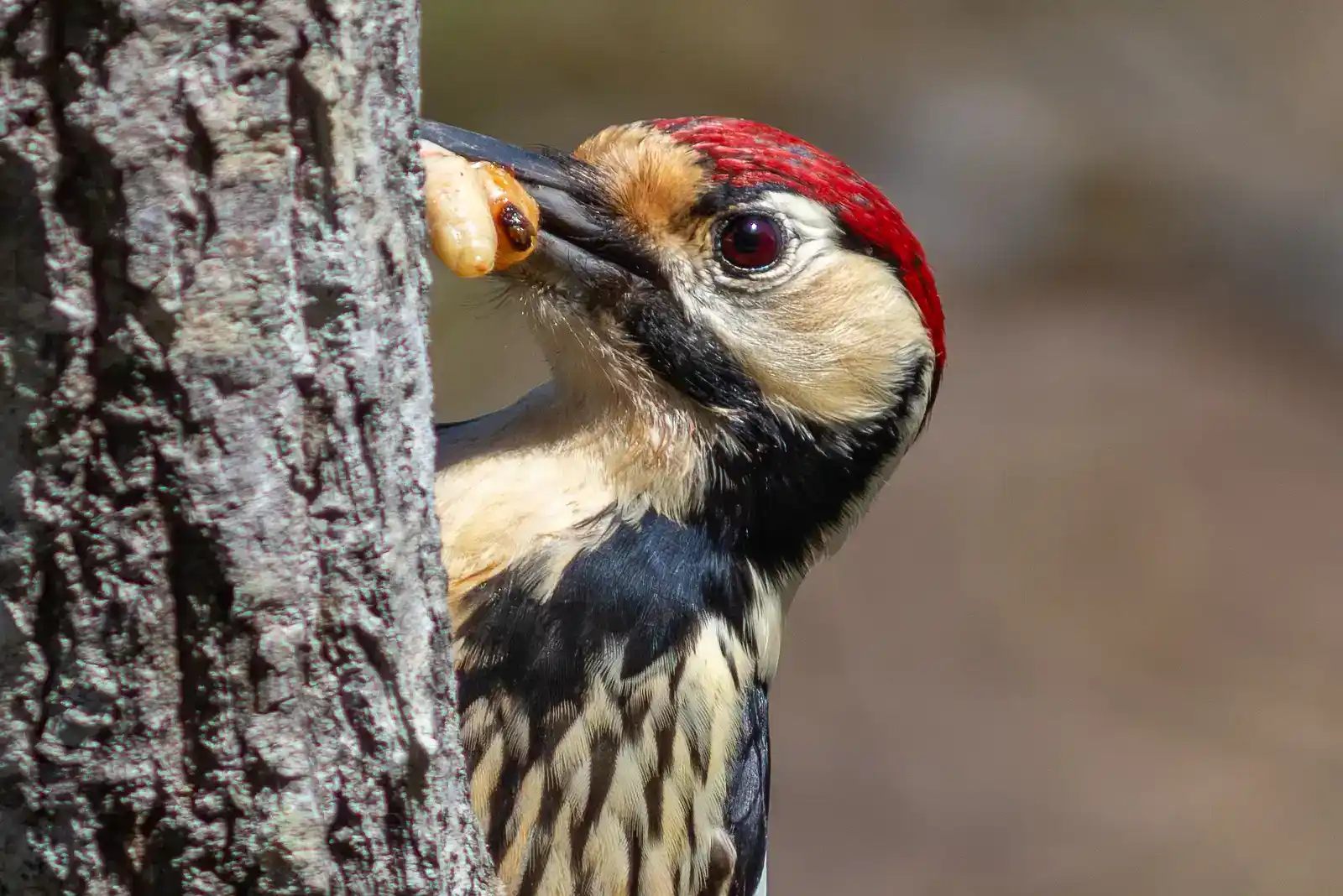 野鳥・オオアカゲラの写真画像
