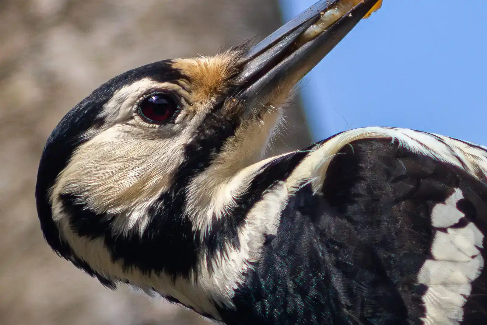 野鳥・オオアカゲラの写真画像