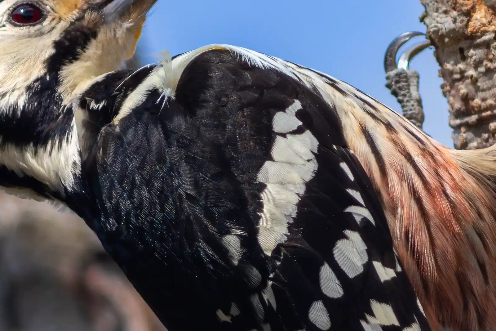 野鳥・オオアカゲラの写真画像