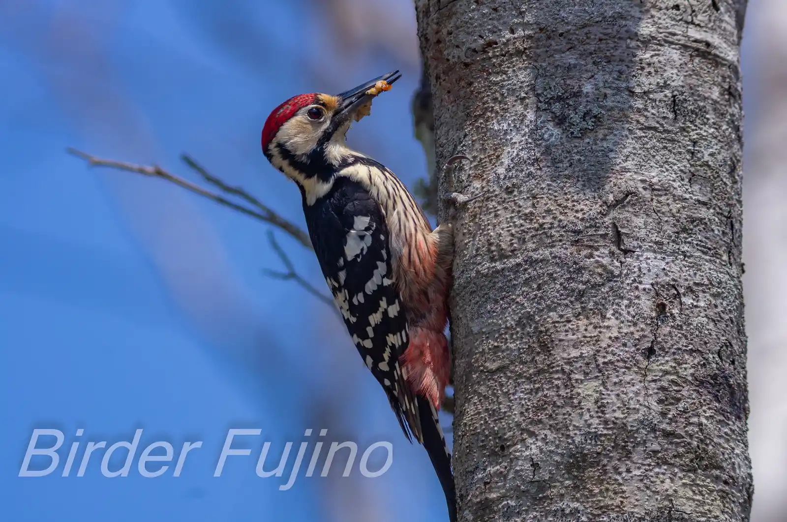 野鳥・オオアカゲラの写真画像
