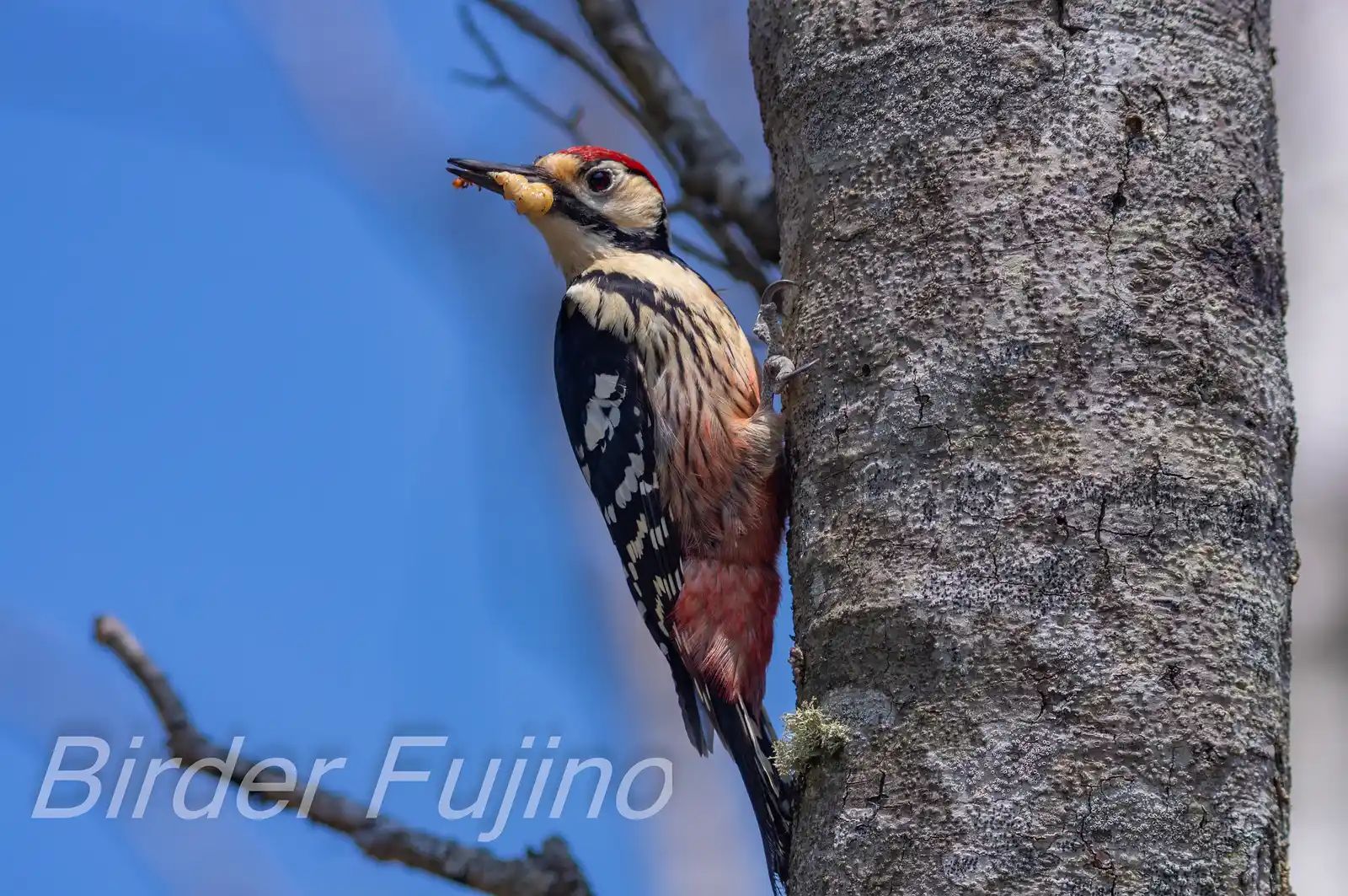 野鳥・オオアカゲラの写真画像