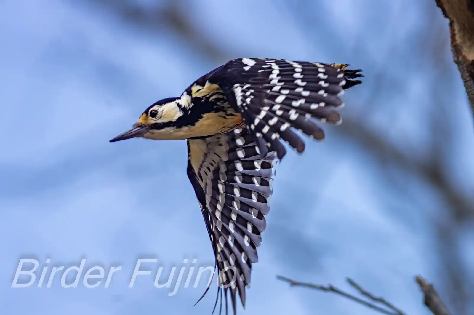 野鳥・オオアカゲラの写真画像