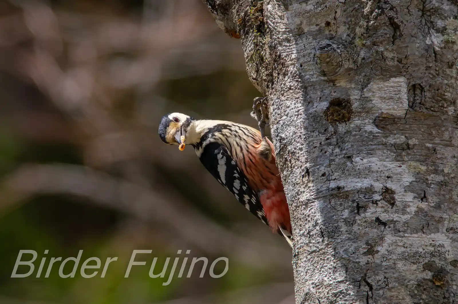 野鳥・オオアカゲラの写真画像