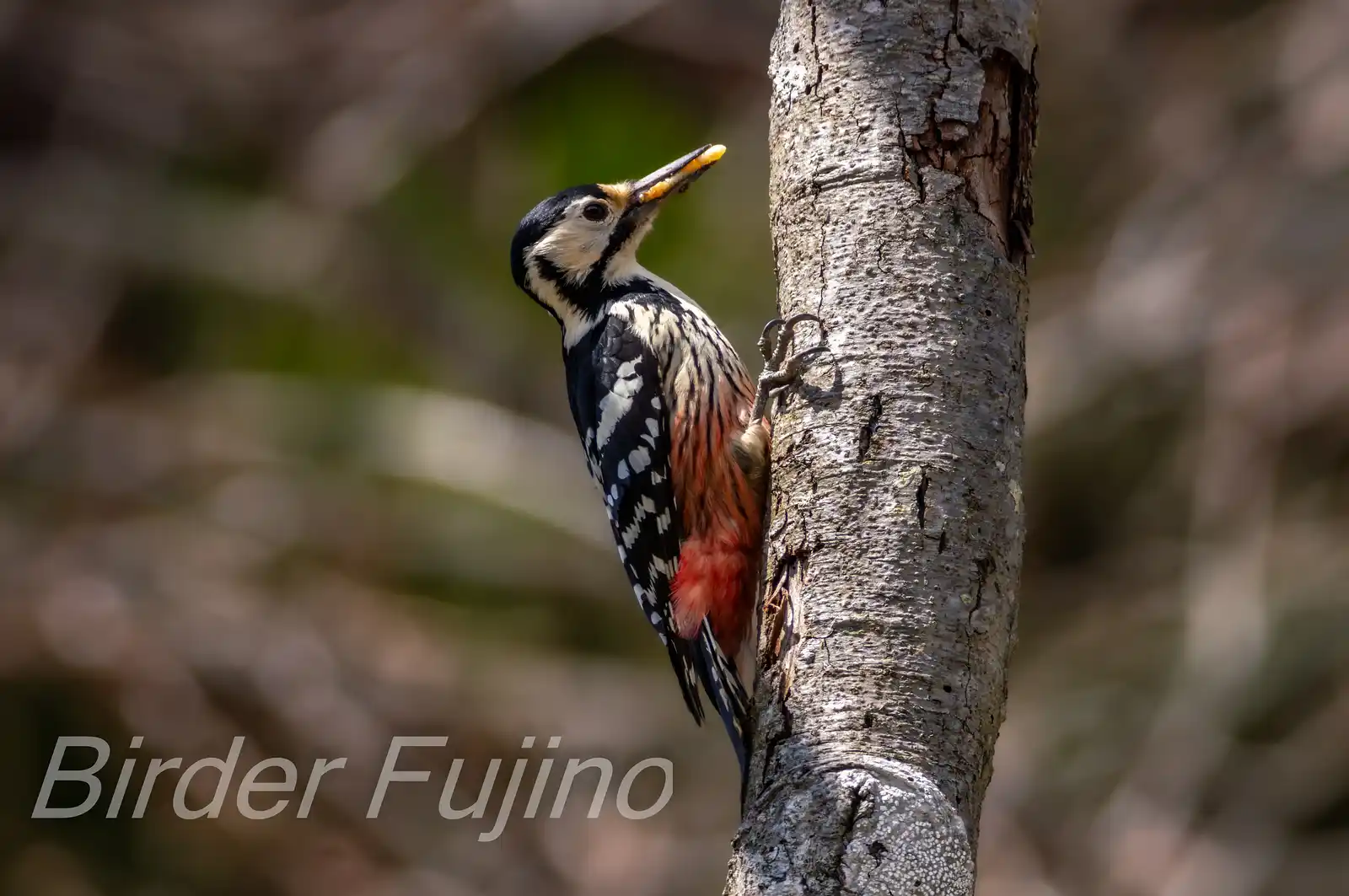 野鳥・オオアカゲラの写真画像