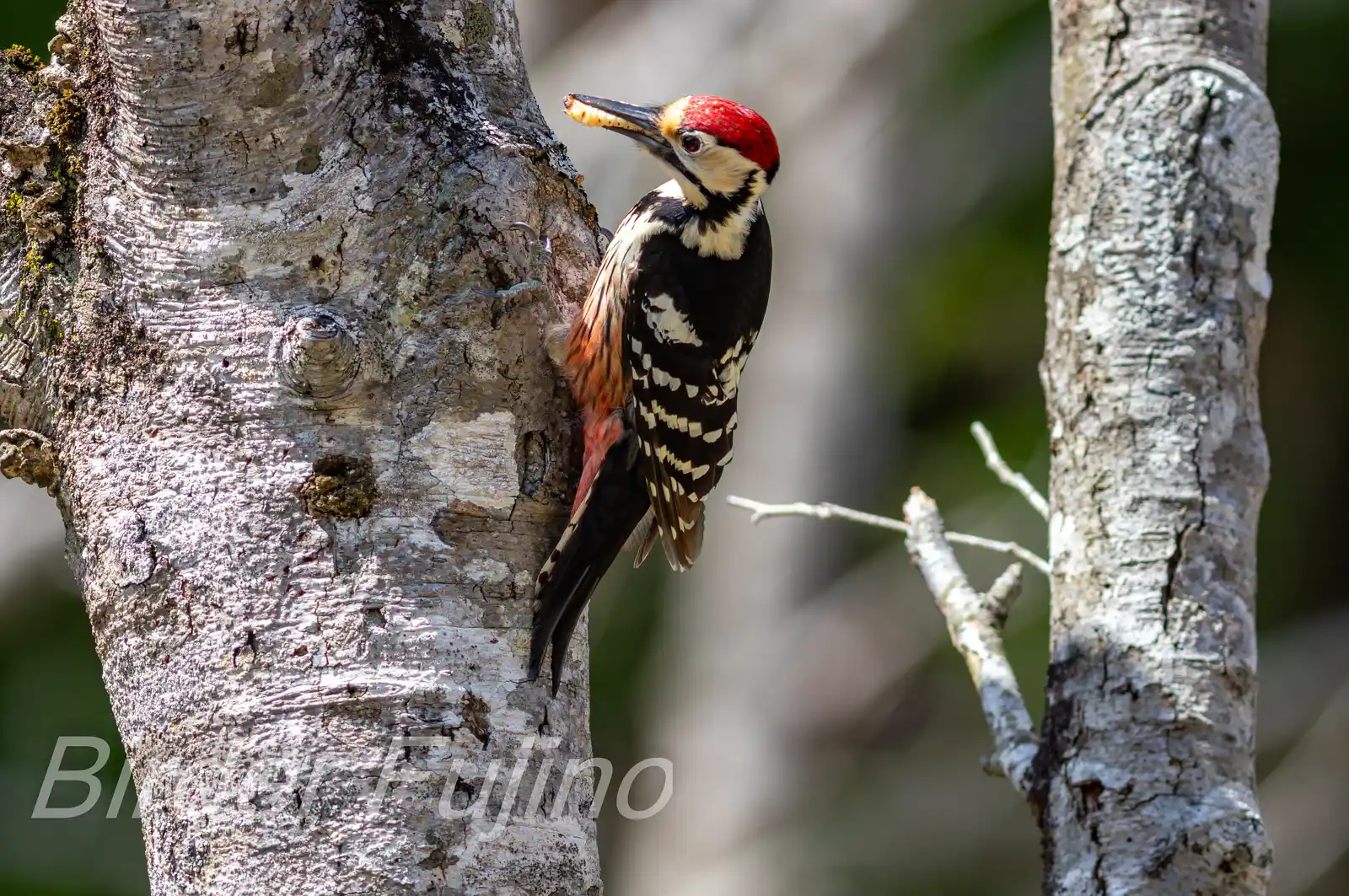 野鳥・オオアカゲラの写真画像