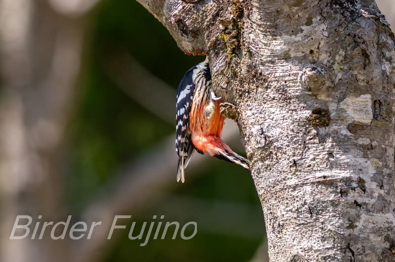 野鳥・オオアカゲラの写真画像