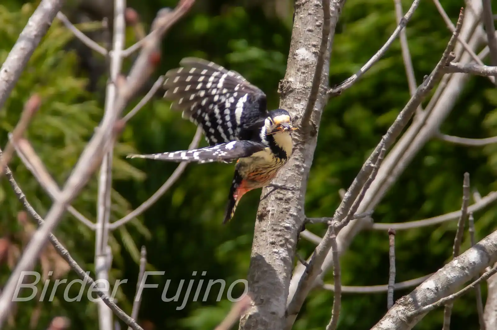 野鳥・オオアカゲラの写真画像