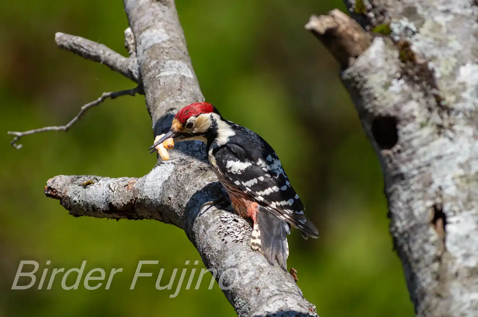 野鳥・オオアカゲラの写真画像