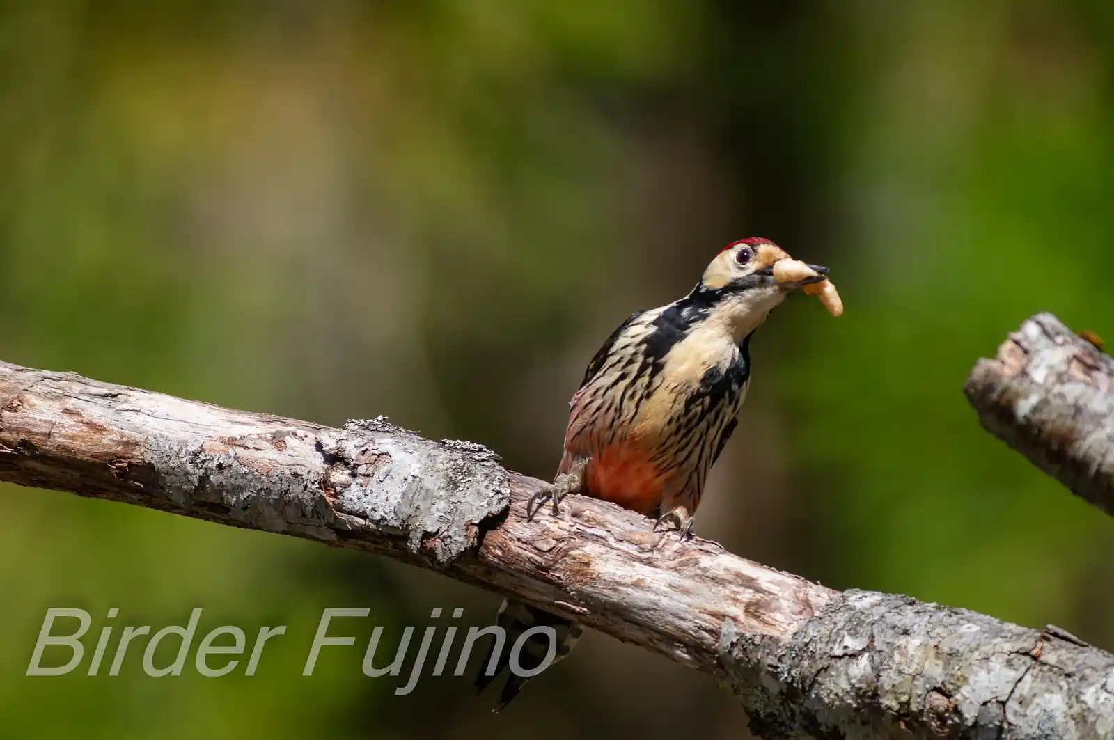 野鳥・オオアカゲラの写真画像