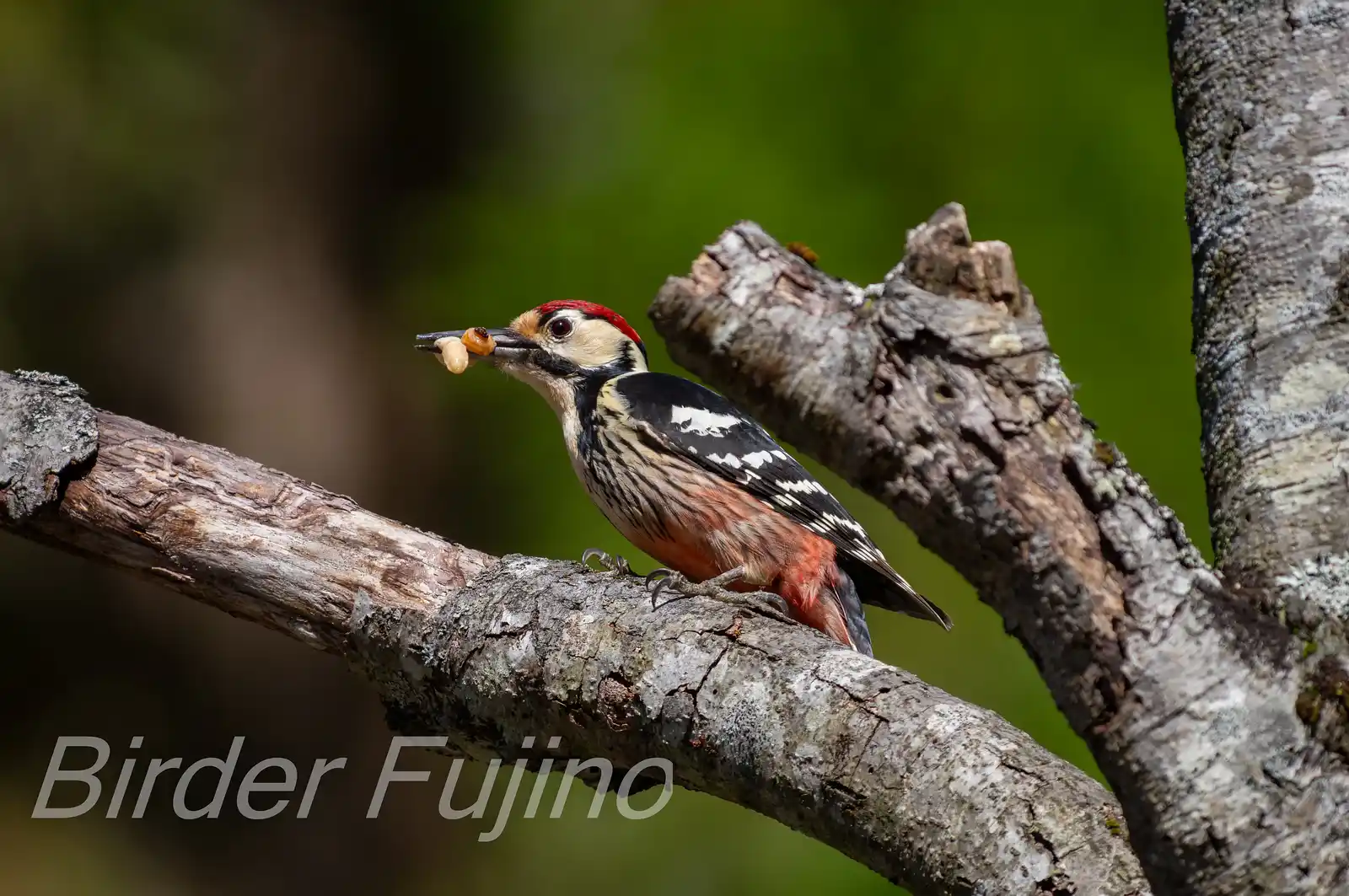 野鳥・オオアカゲラの写真画像