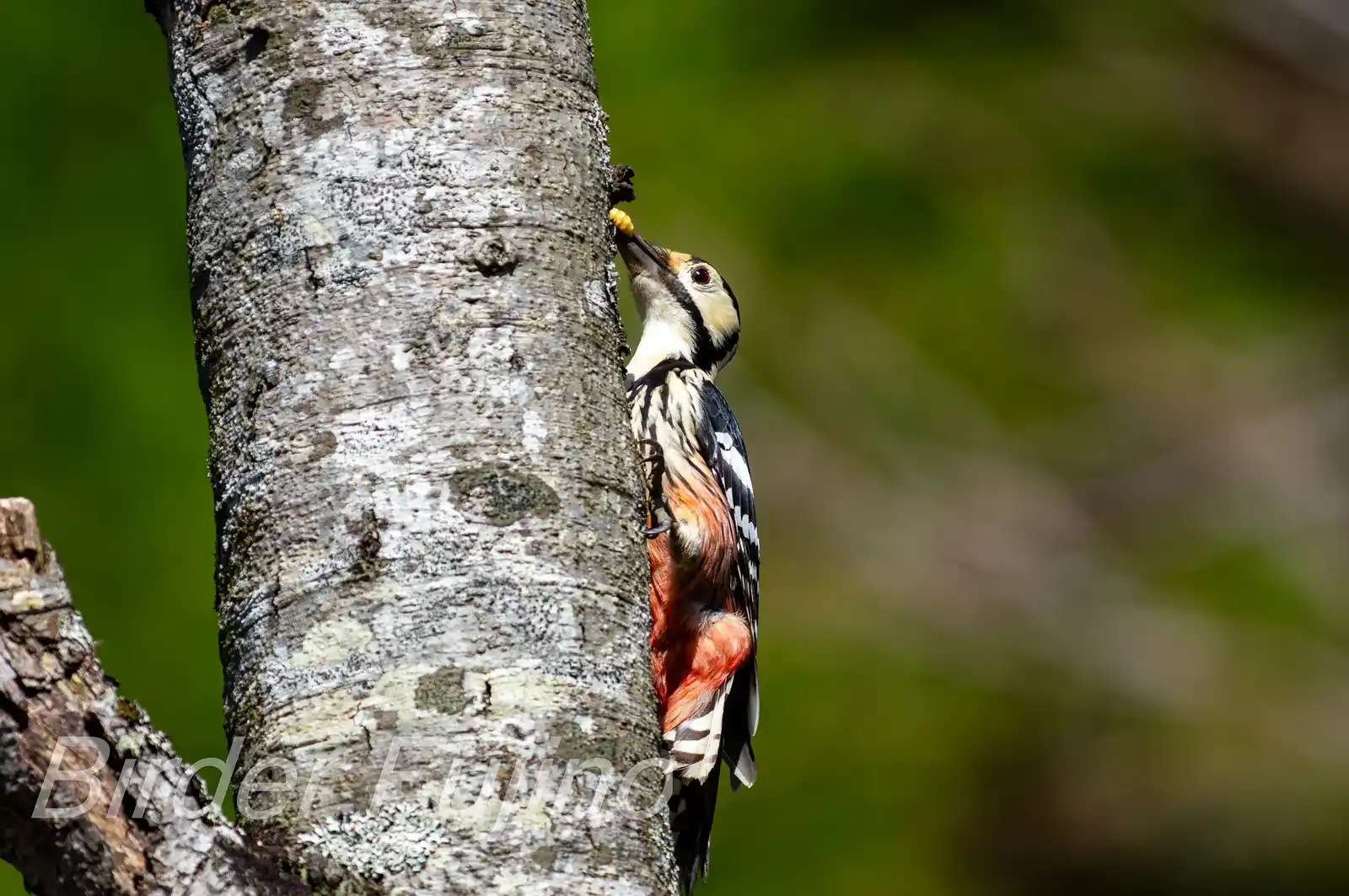 野鳥・オオアカゲラの写真画像