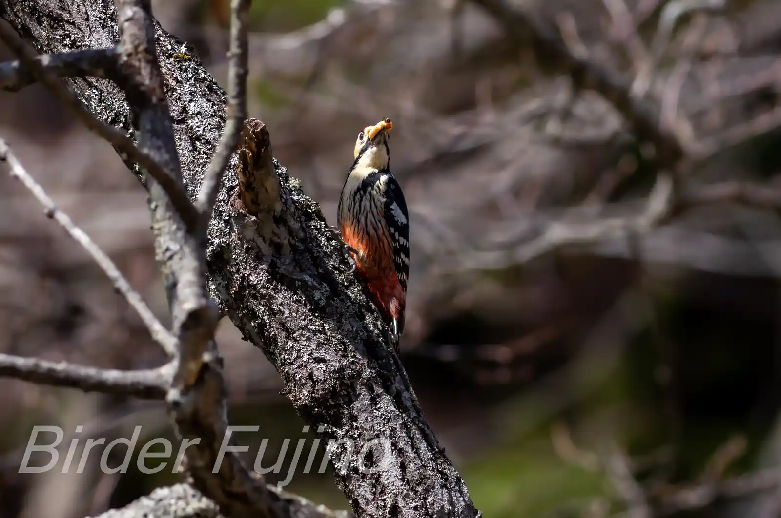 野鳥・オオアカゲラの写真画像
