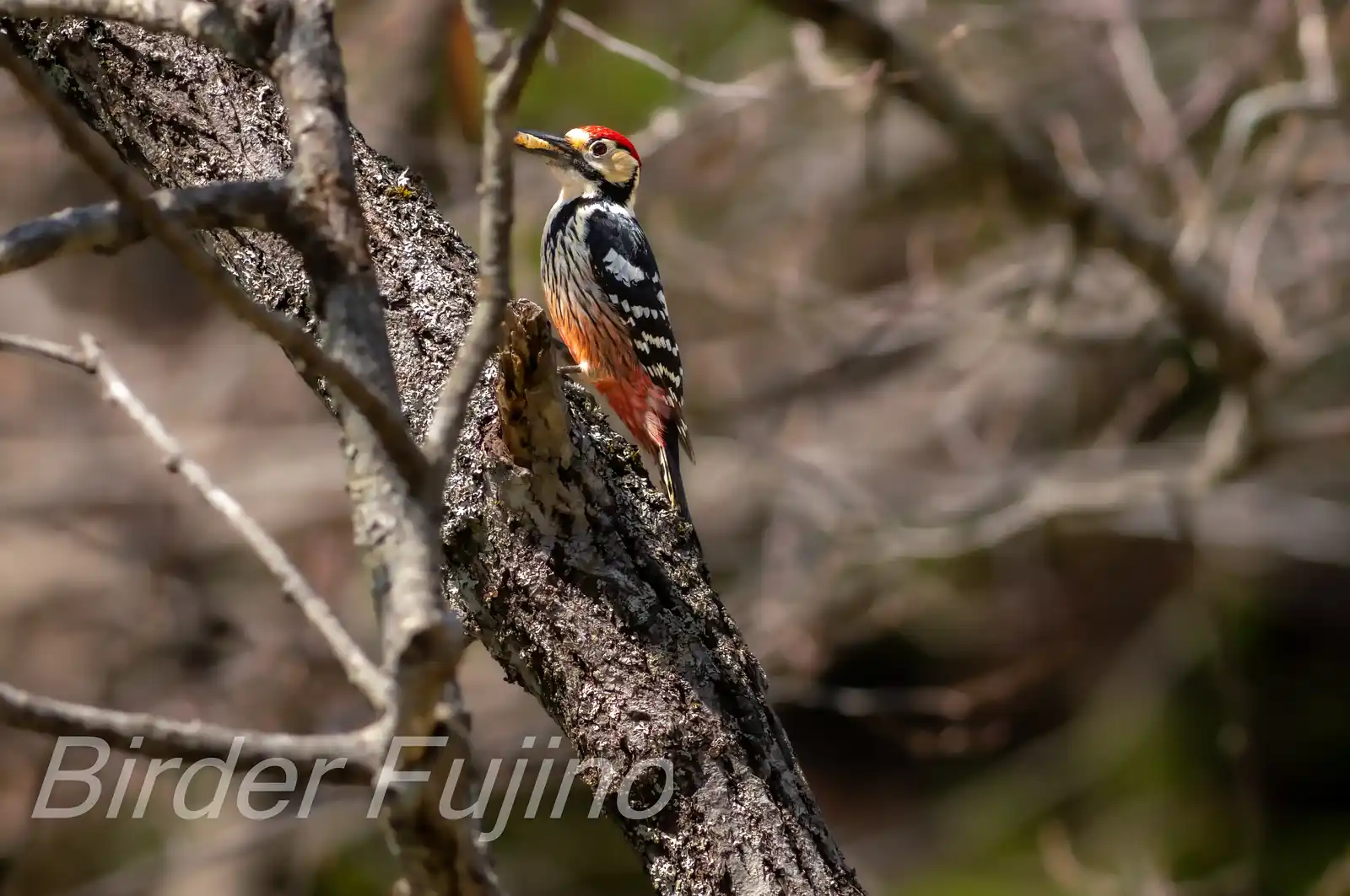 野鳥・オオアカゲラの写真画像