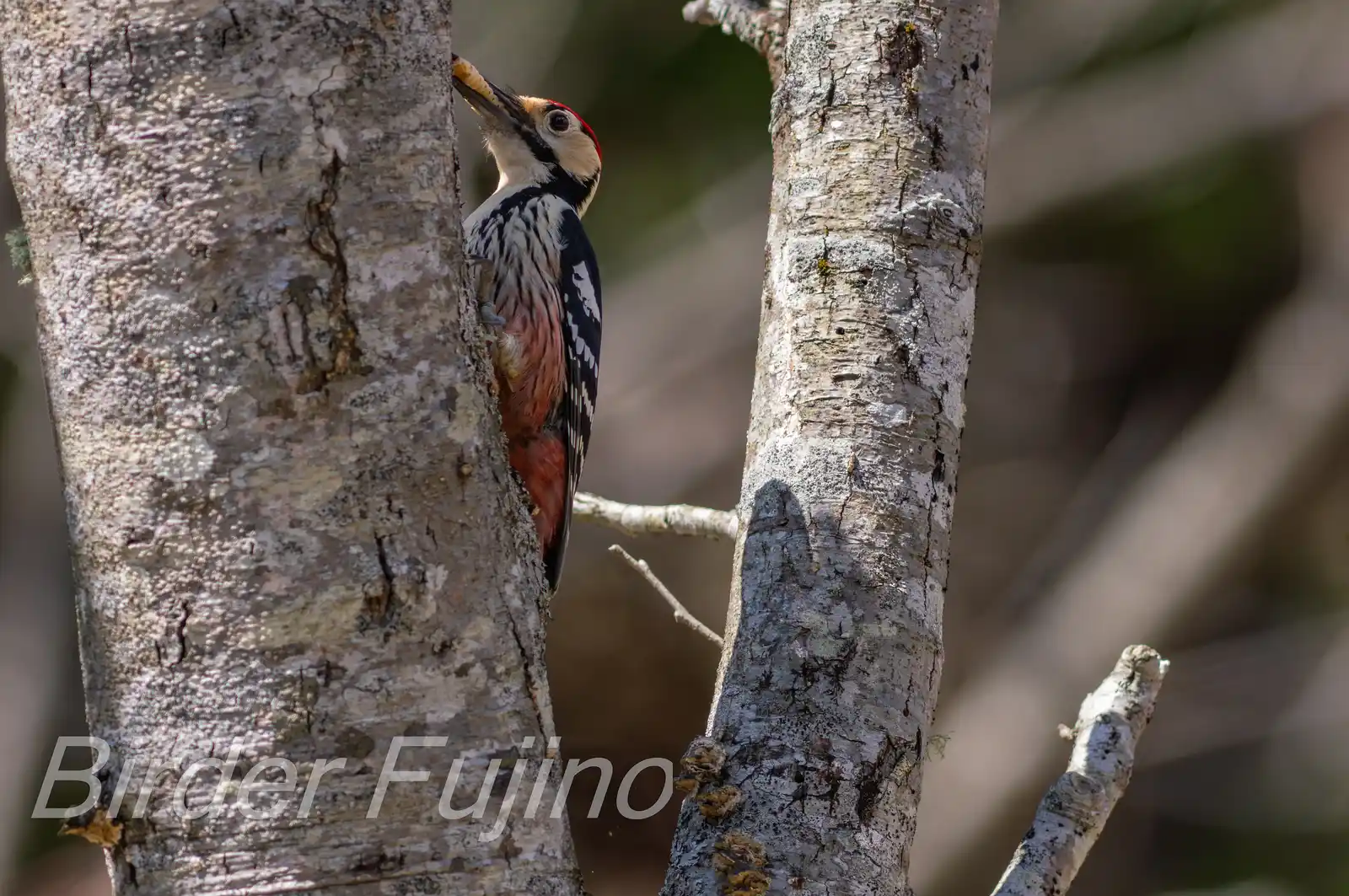 野鳥・オオアカゲラの写真画像