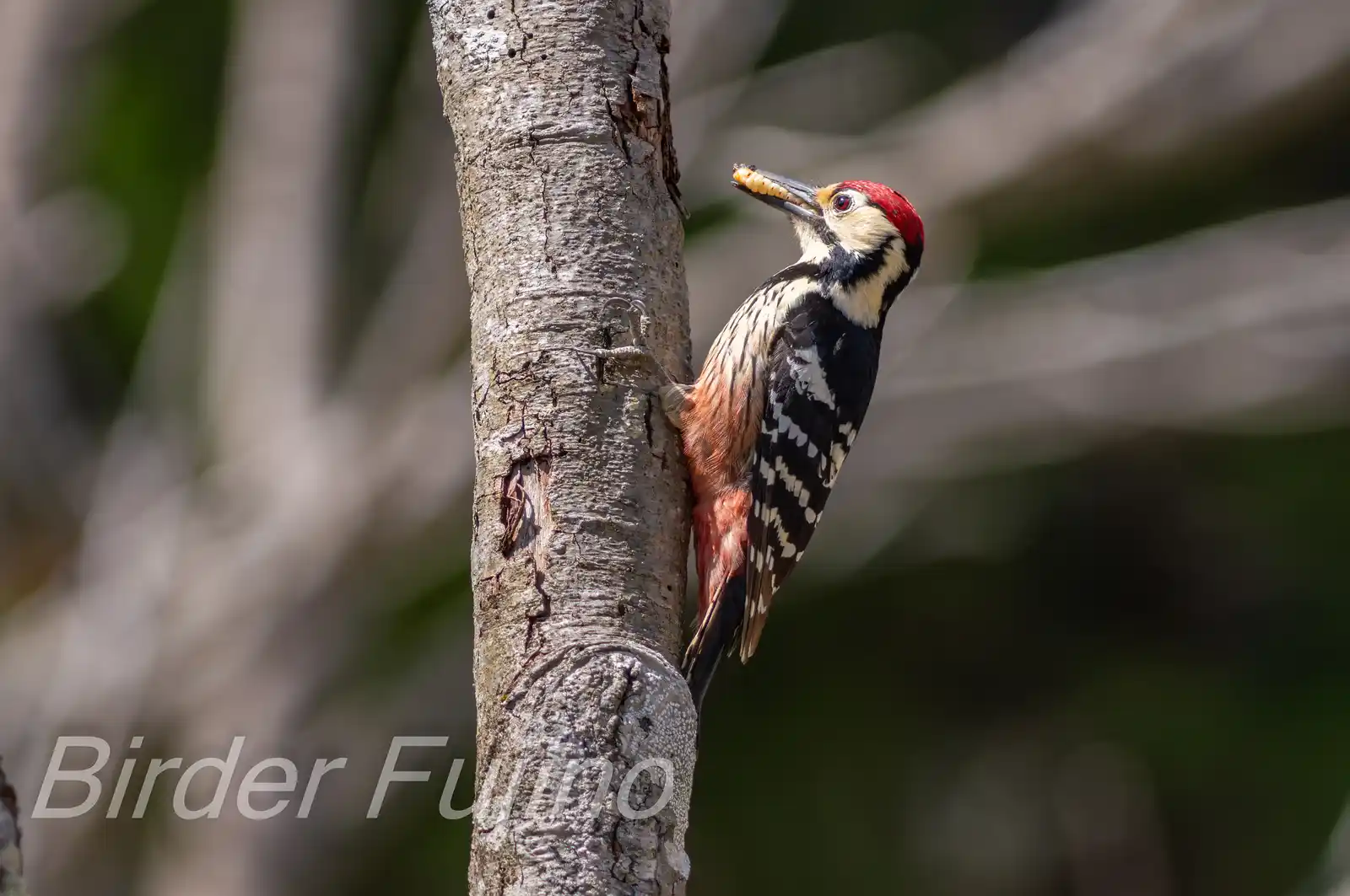 野鳥・オオアカゲラの写真画像