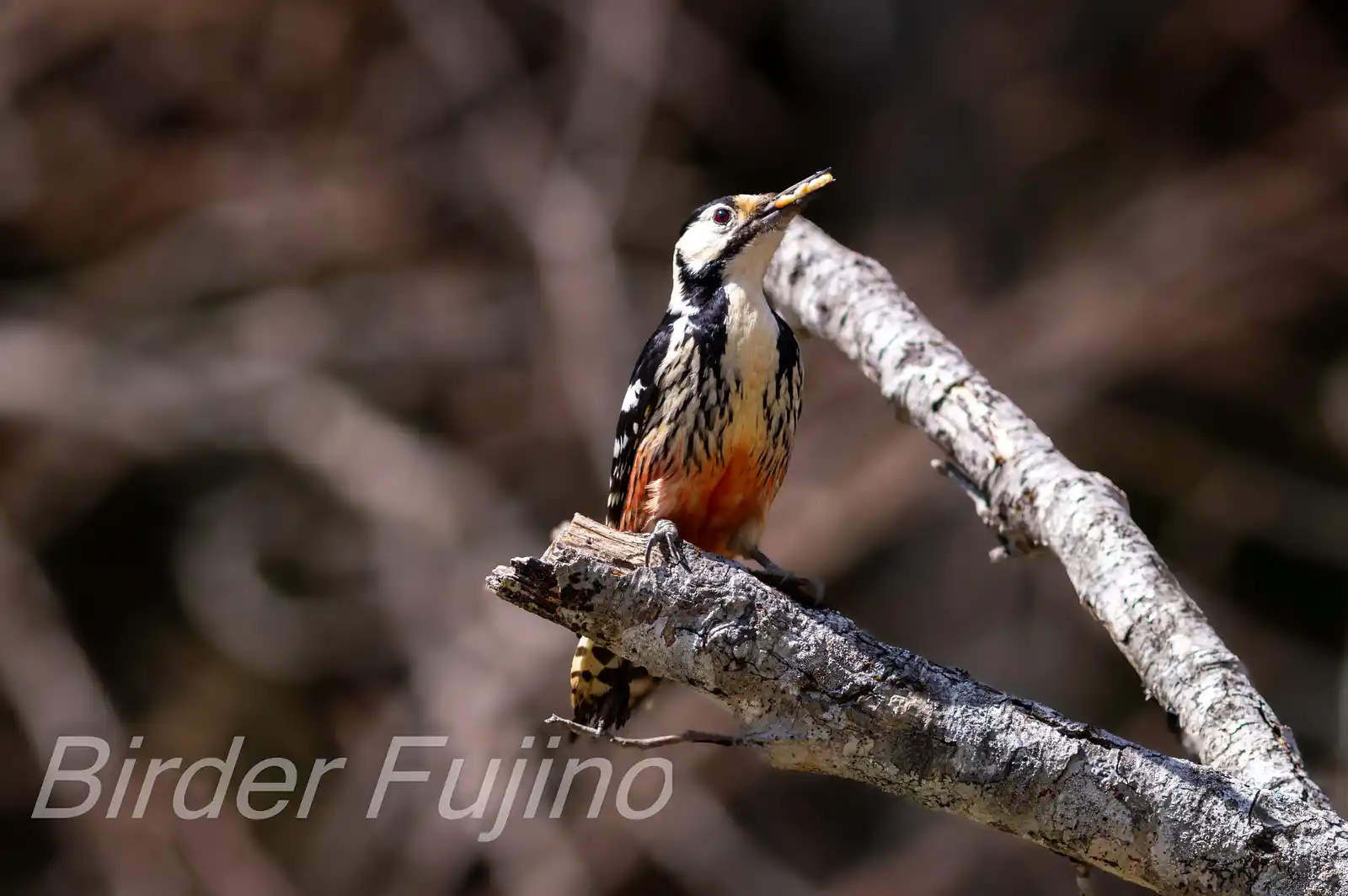 野鳥・オオアカゲラの写真画像