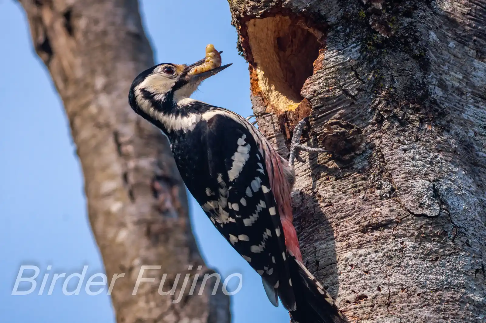 野鳥・オオアカゲラの写真画像