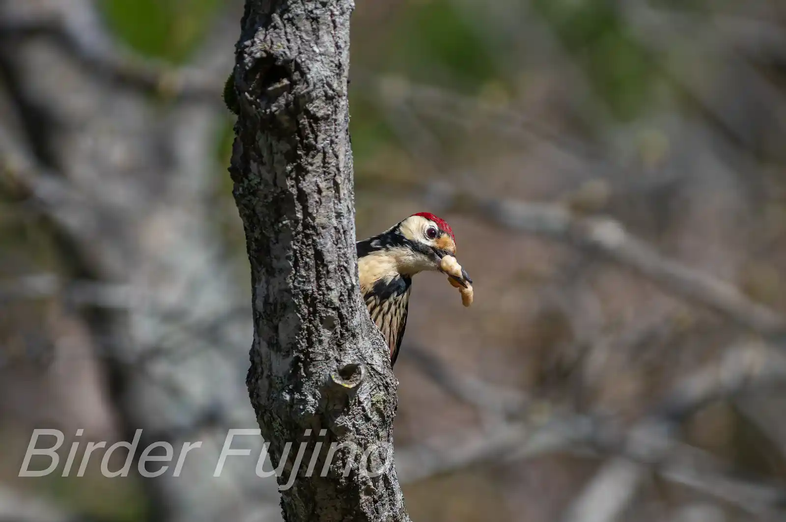 野鳥・オオアカゲラの写真画像