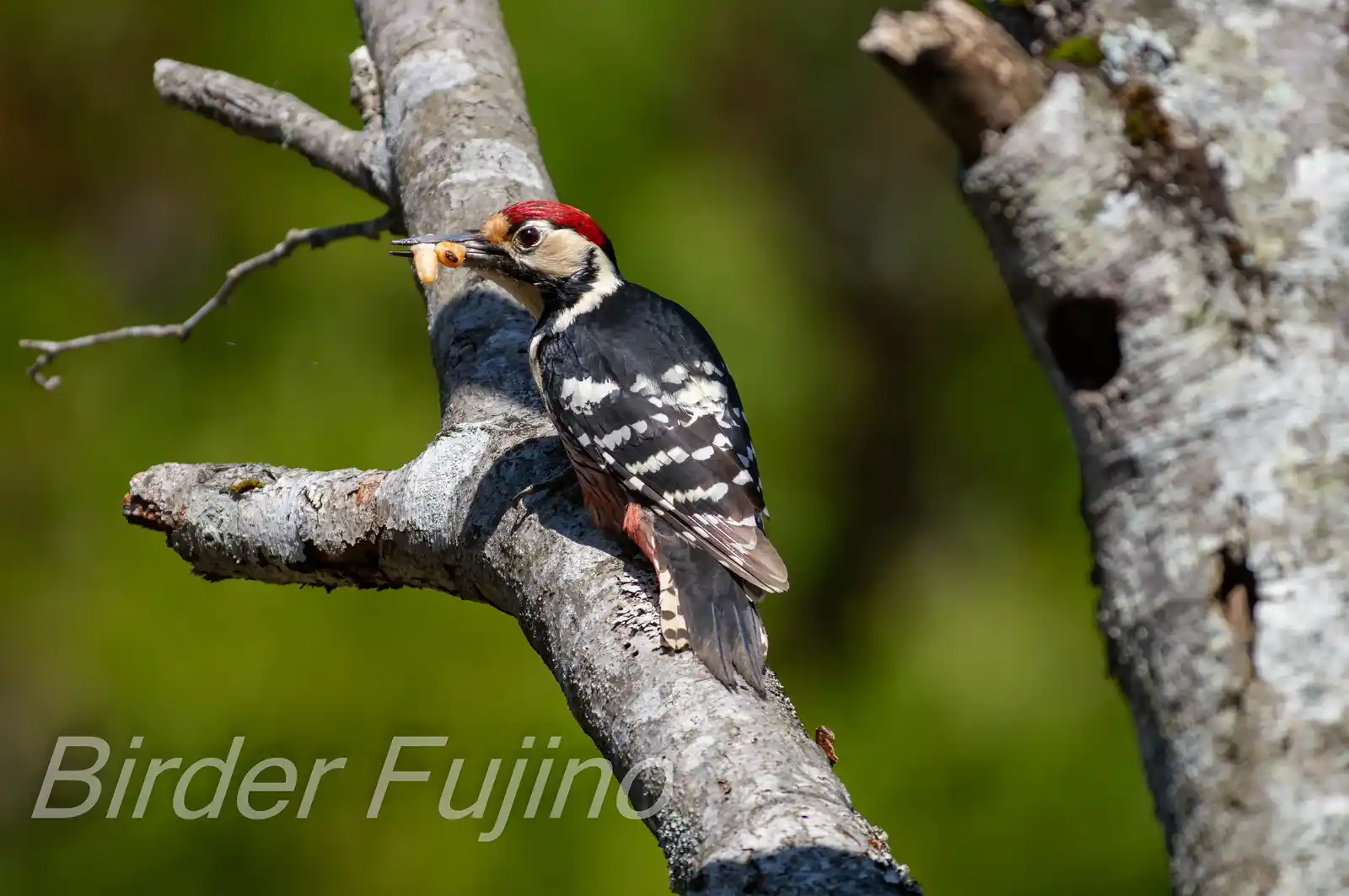 野鳥・オオアカゲラの写真画像