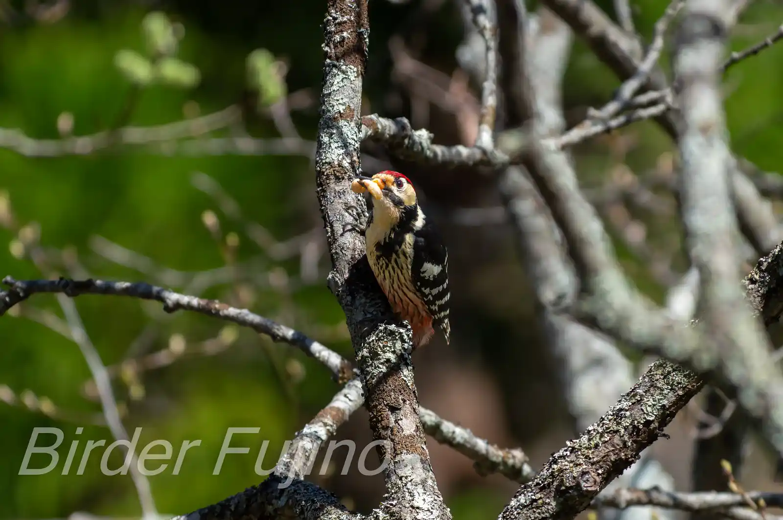野鳥・オオアカゲラの写真画像