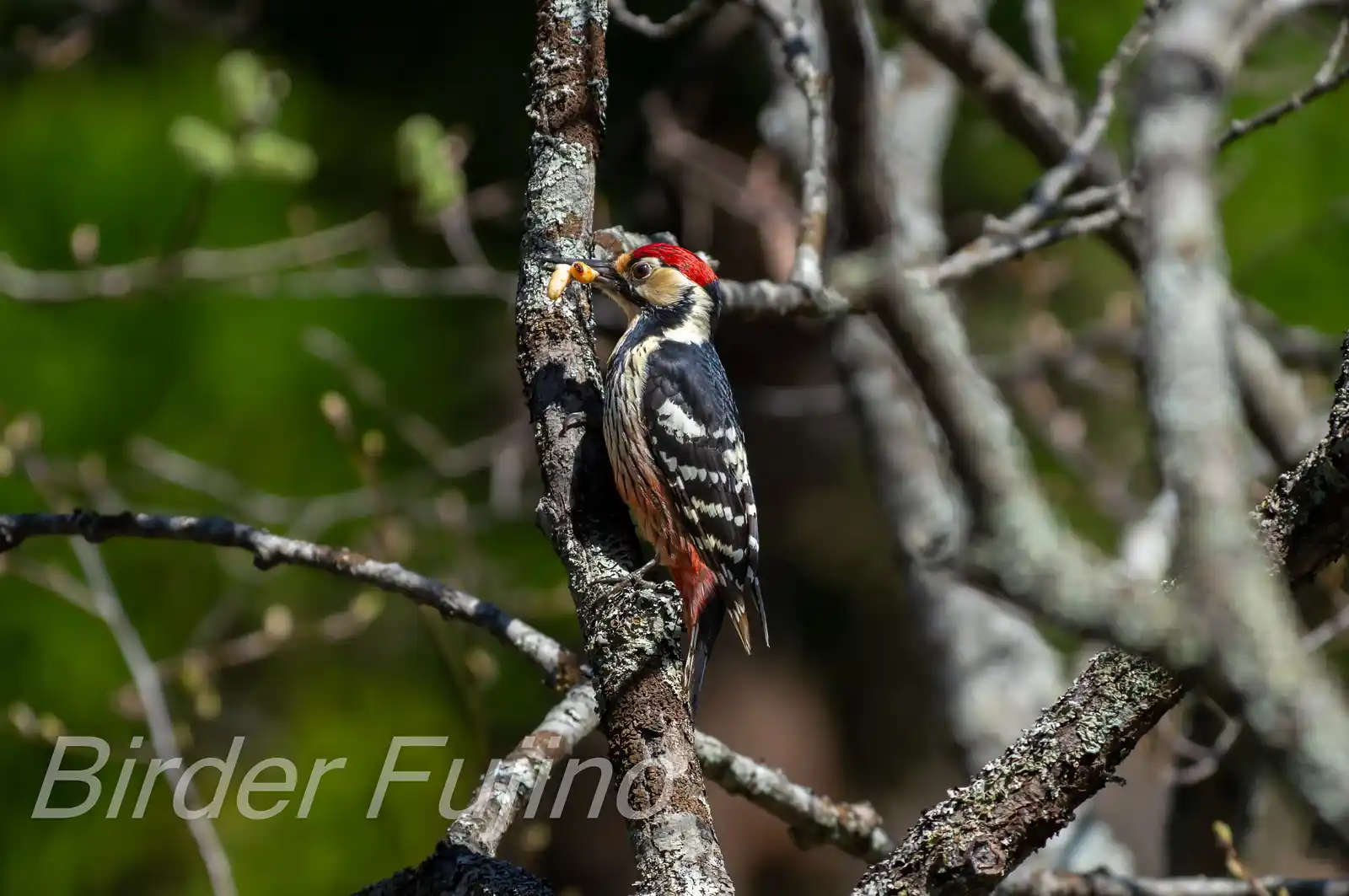 野鳥・オオアカゲラの写真画像