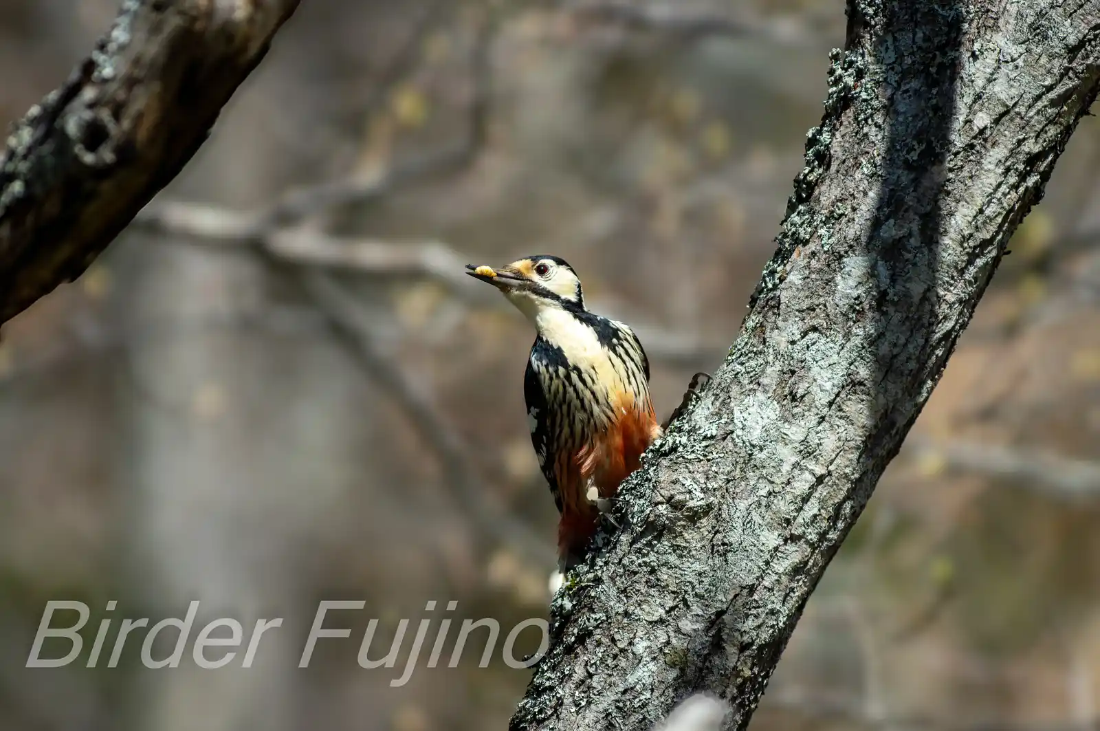 野鳥・オオアカゲラの写真画像
