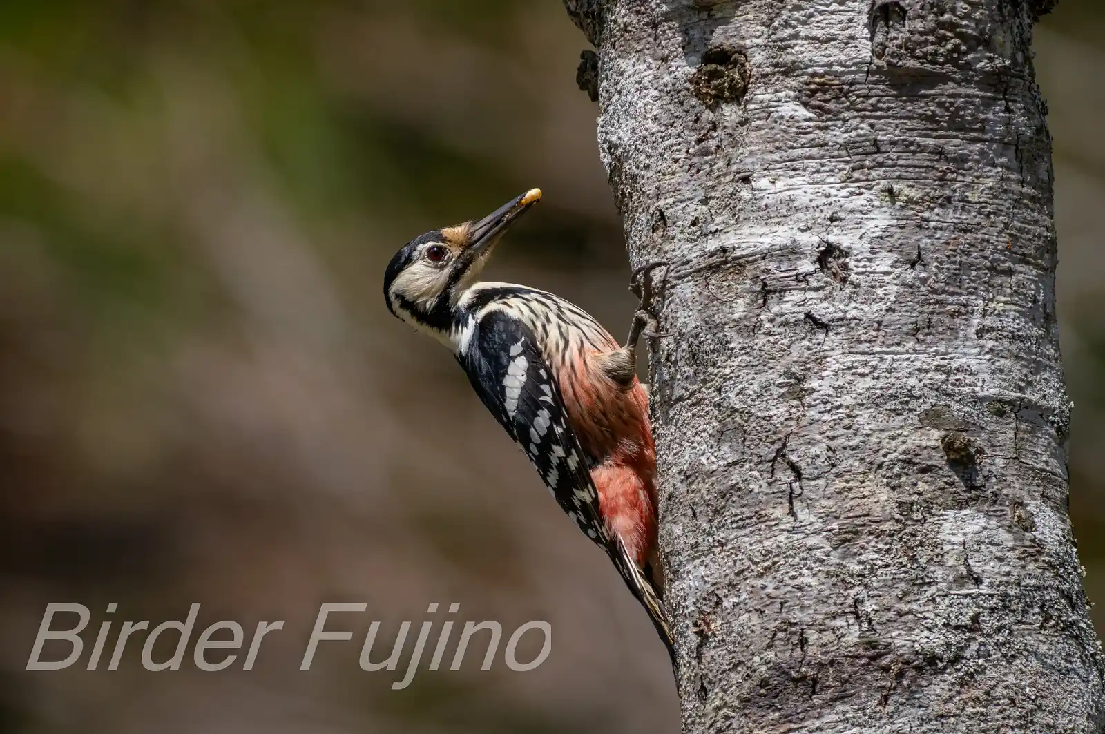 野鳥・オオアカゲラの写真画像