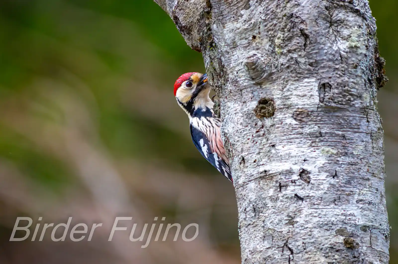 野鳥・オオアカゲラの写真画像