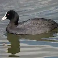 野鳥写真・オオバン