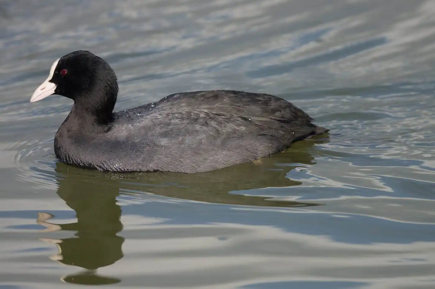 野鳥写真・オオバンの写真