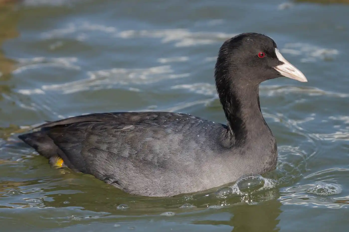 野鳥写真・オオバンの写真