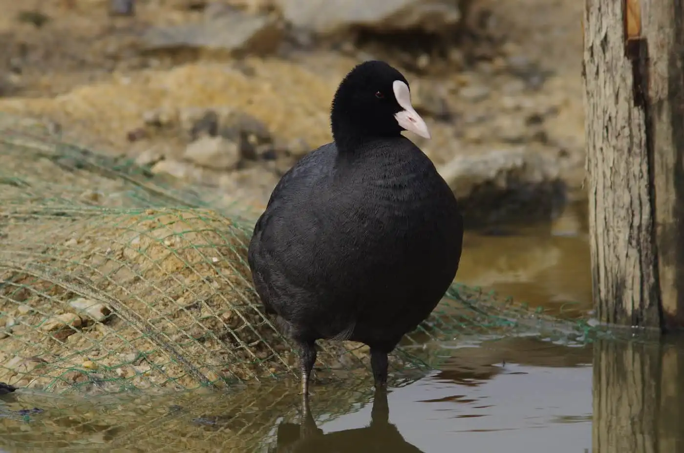 野鳥写真・オオバンの写真
