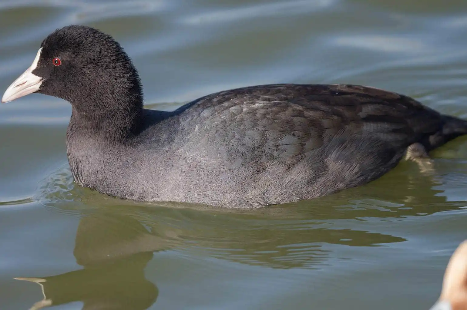 野鳥写真・オオバンの写真
