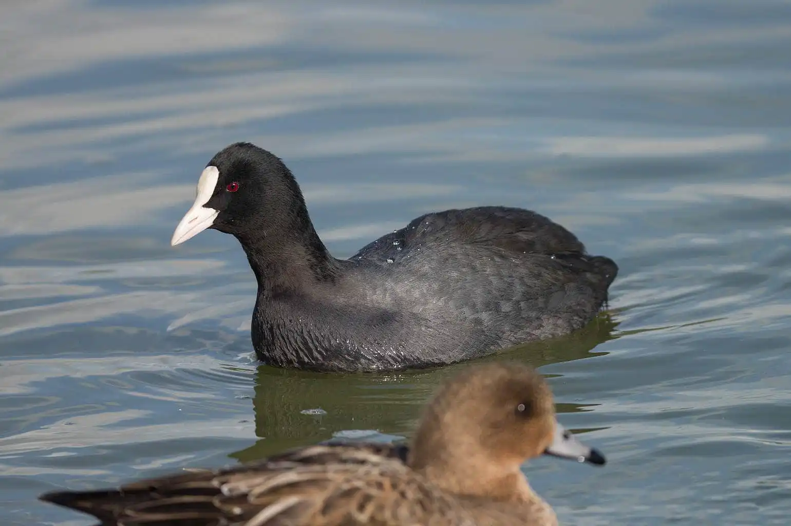 野鳥写真・オオバンの写真