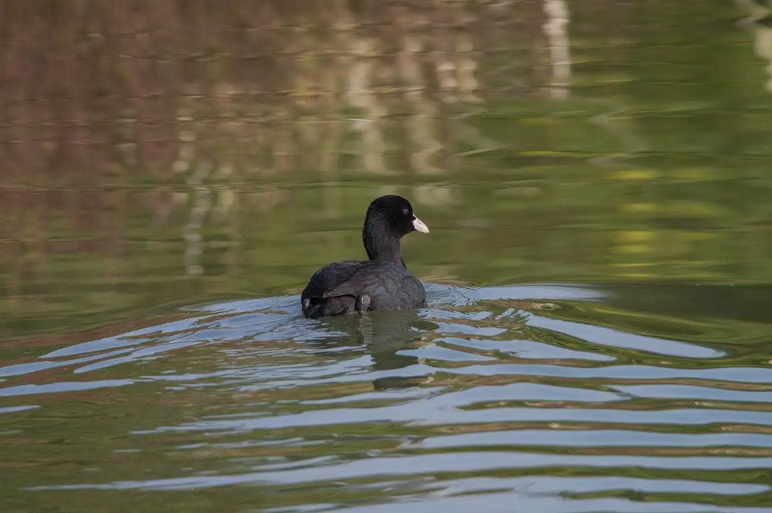 野鳥写真・オオバンの写真